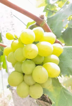 1628043680328105.png 图片 2(1).png